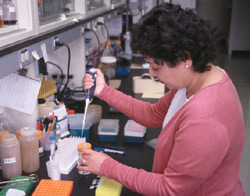 Sampling DNA from bacterial pathogens in the Microbiology lab at Montlake.