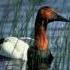 Canvasback Duck