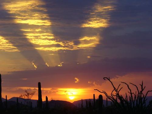 Mysteries of Sonoran Desert life are slowly revealed and abundantly displayed at Organ Pipe Cactus National Monument. This International Biosphere Reserve, is an ecorich collection of plants and animals that have adapted to living throughout this surprisingly diverse geological landscape. Scenic drives, wilderness hikes and camping can lead to unravelling the mysteries that await your discovery. Photo: National Park Service 