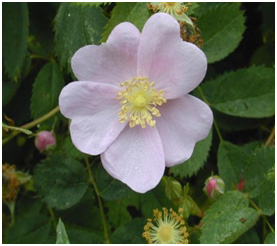 Iowa State Flower