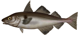 Haddock