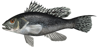 Black Sea Bass