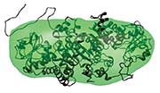 Pyrococcus
furiosis