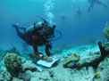 Curious tourist divers (upper right) watch as USGS scientist Ginger Garrison conducts underwater research at a coral reef in the Virgin Islands National Park.