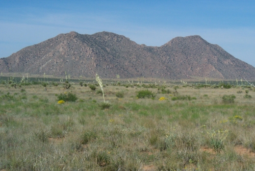 Chihuahuan Desert, near Las Cruces, New Mexico, USA