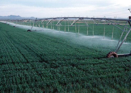 Young green crop with center pivot system on wheels, with mountains in background.