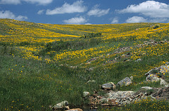 Coreopsis sp. in field