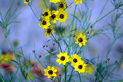 Coreopsis close-up