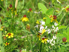 Coneflowers and mixed spring flowers