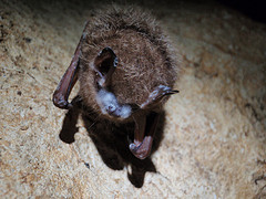 Tri-colored bat with visible signs of WNS