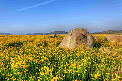 Coreopsis in bloom