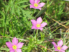 Prairie rose gentian