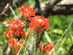 Standing Cypress Gilia rubra