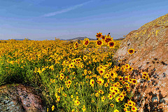 Field of coreopsis