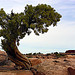 Tree in the desert