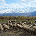 Indigenous sheep  of Kyrgyzsytan