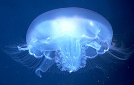 image of a sea nettle