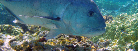 ulua