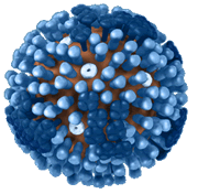 Biología y estructura general de los virus de influenza