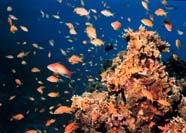 Highly productive reef habitat community