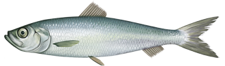 Herring