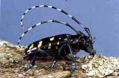 [Photograph]:Alien invaders: Asian longhorned beetle.