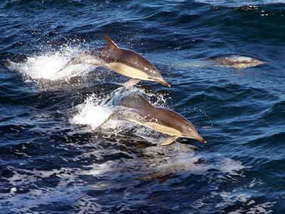 common dolphins