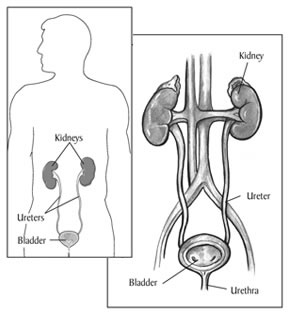 Drawing of a normal urinary tract with the kidneys, ureters, bladder, and urethra labeled. The bladder is shown in cross section to reveal the interior wall and openings where the ureters empty into the bladder. An inset shows a smaller representation of the urinary tract within the outline of an adult male figure.