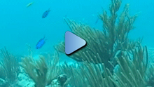 Protecting Coral Reefs video still shot