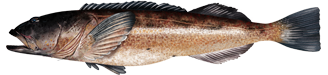 Lingcod