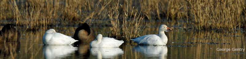 Snow Geese // Photo Credit: George Gentry