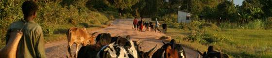 Local boy herds cattle near Antananarivo, Madagascar.