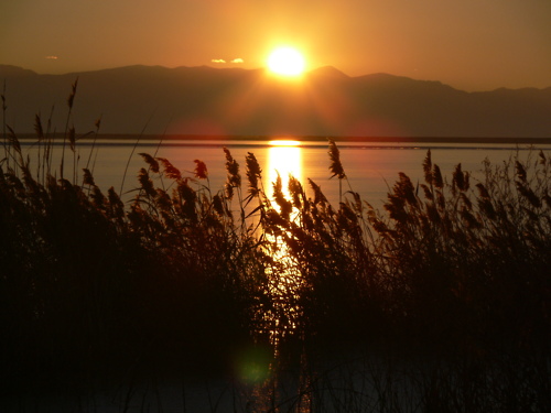 Bear River Migratory Bird Refuge lies in northern Utah, where the Bear River flows into the northeast arm of the Great Salt Lake. The Refuge protects the marshes found at the mouth of the Bear River; these marshes are the largest freshwater component of the Great Salt Lake ecosystem. Since these marshes are in turn surrounded by arid desert lands, it is little wonder that they have always been an oasis for waterfowl.Photo: Sandy Mitchell, USFWS 