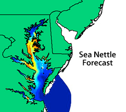 sea nettle forecast