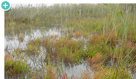 Intertidal Wetland