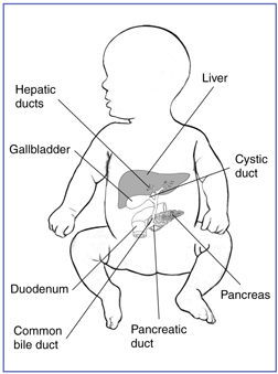 Drawing of a normal liver and biliary system in an infant.