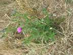 Bull Thistle