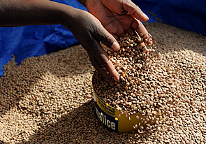 •	A hand displays beans