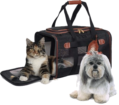 pet travel