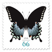 Spicebush Swallowtail (Butterfly) 66&cent;