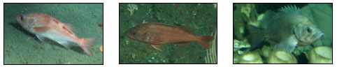 From left to right: Pacific ocean perch, Northern rockfish, and Dusky rockfish