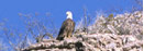 photo: bald eagle