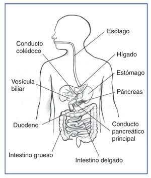 Ilustración del tubo digestivo dentro del dibujo del torso de un hombre.