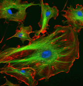 cell structure magnified