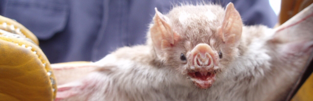 Dr. Ivan Vargas of the Peruvian Ministry of Health displays a vampire bat captured in Peru.