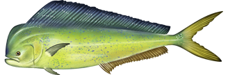 Mahimahi