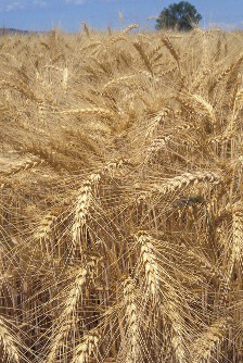 Wheat. Photo by Michael Thompson.