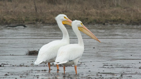 Pelicans in Louisiana