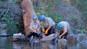 Volunteers install woody debris in Austin Creek near the Russian River in California