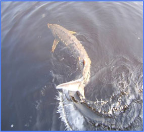 Atlantic sturgeon